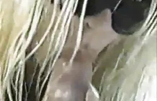 Watch video Schlampe Hat Ihre Muschi und Arsch gebohrt auf Kostenlose porno-site, home of free Мастурбация porno-videos und HD Порно sex Filme tube reife frauen online.